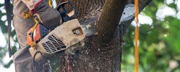 Great Falls, VA Tree Removal Services Company