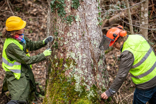 Best Tree Health Inspection  in Great Falls, VA