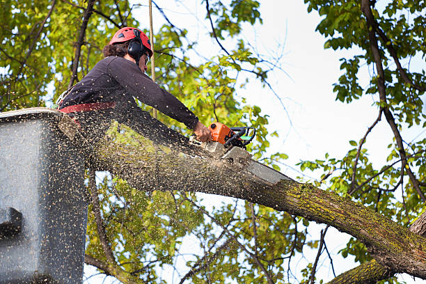 Best Grass Overseeding  in Great Falls, VA