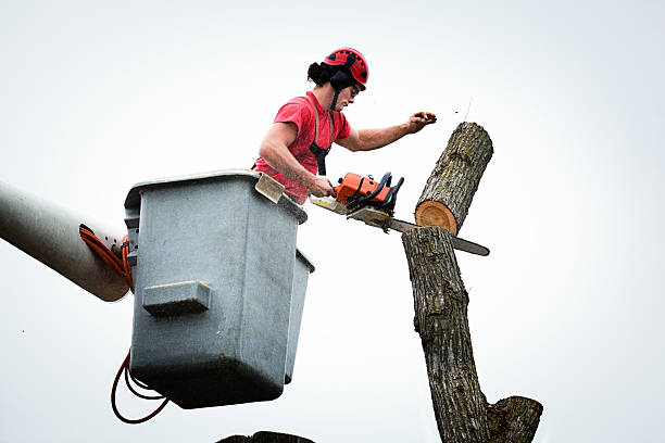 Best Storm Damage Tree Cleanup  in Great Falls, VA