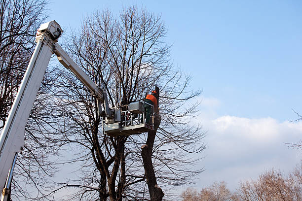 Best Arborist Consultation Services  in Great Falls, VA