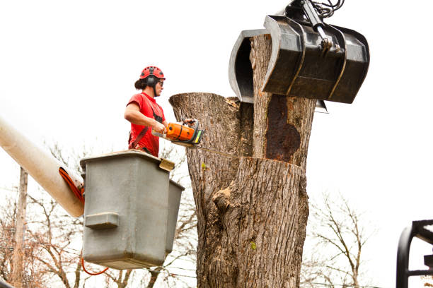 How Our Tree Care Process Works  in  Great Falls, VA